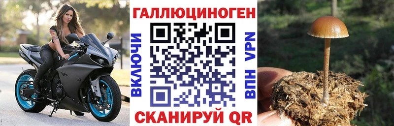 Купить  Багратионовск  Галлюциногенные грибы Psilocybe 